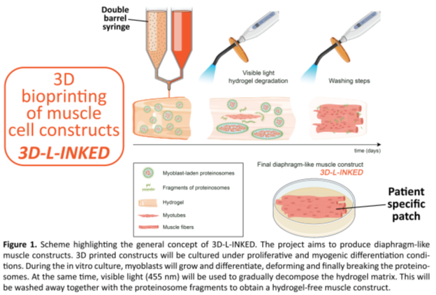 3D bioprinting of muscle cell constructs